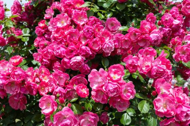 Bahçede çiçek açan güzel pembe bir kupa.