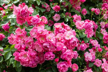 Bahçede çiçek açan güzel pembe bir kupa.