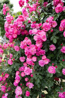 Bahçede çiçek açan güzel pembe bir kupa.