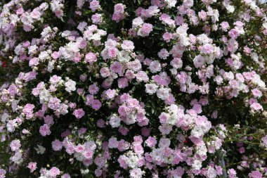 Bahçede açan güzel pembe peyzaj gülleri.