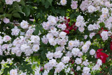 Bahçede açan güzel beyaz bahçeli güller. 