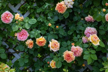 Bahçede açan güzel turuncu gül çiçekleri