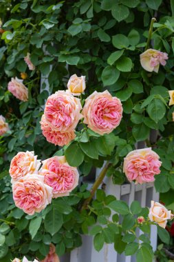 Bahçede açan güzel turuncu gül çiçekleri