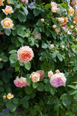 Bahçede açan güzel turuncu gül çiçekleri