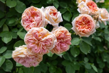 Bahçede açan güzel turuncu gül çiçekleri