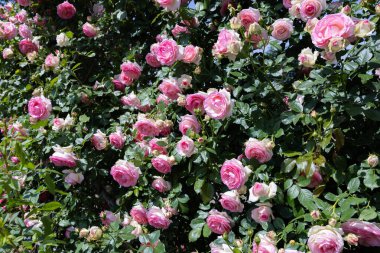 Bahçede açan güzel pembe gül çiçekleri