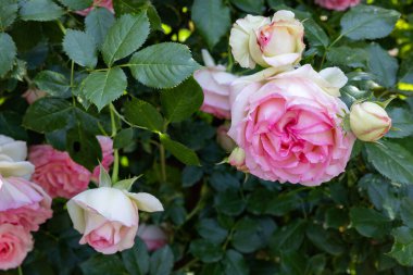 Bahçede açan güzel pembe gül çiçekleri