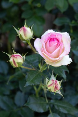 Bahçede açan güzel pembe gül çiçekleri