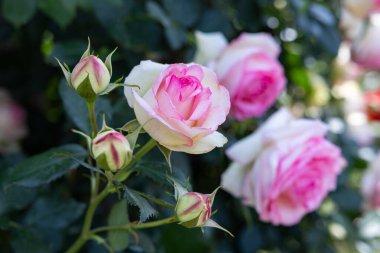 Bahçede açan güzel pembe gül çiçekleri