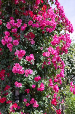 Bahçede açan güzel pembe gül çiçekleri