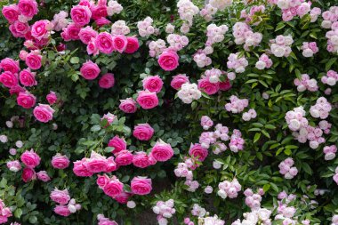 Bahçede açan güzel pembe gül çiçekleri