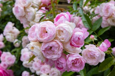 Bahçede açan güzel pembe gül çiçekleri