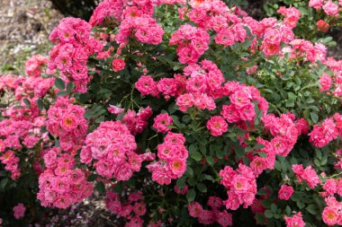 Bahçede açan güzel pembe gül çiçekleri