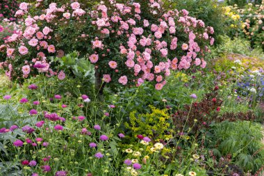 Bahçede açan güzel pembe gül çiçekleri