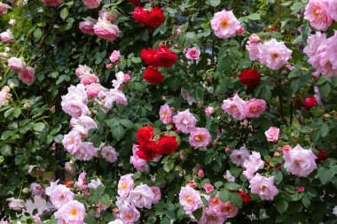 Bahçede açan güzel pembe gül çiçekleri