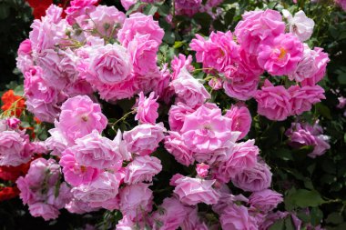 Bahçede açan güzel pembe gül çiçekleri