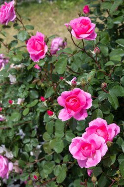 Bahçede açan güzel pembe gül çiçekleri