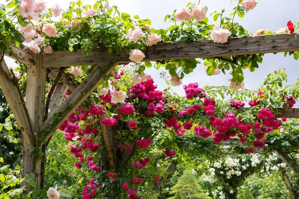 Bir pergola üzerinde açan güzel pembe gül çiçekleri.