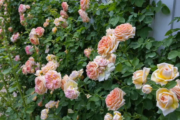 stock image Beautiful orange rose flowers blooming in a garden