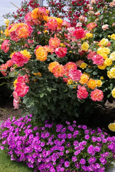 stock image Beautiful orange rose flowers blooming in a garden