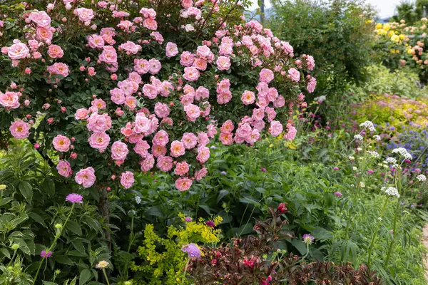 stock image Beautiful pink rose flowers blooming in a garden