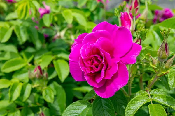 stock image Bright rosa rugosa flowers that shine in summer.