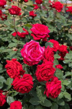 Bahçede açan güzel kırmızı güller.