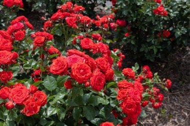 Bahçede açan güzel kırmızı güller.