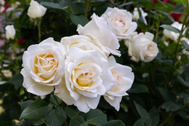 Bahçede açan güzel beyaz gül çiçekleri