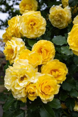 Bahçede açan güzel sarı gül çiçeği.