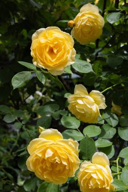 Bahçede açan güzel sarı gül çiçeği.