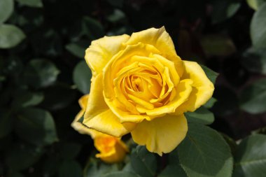 Bahçede açan güzel sarı gül çiçeği.