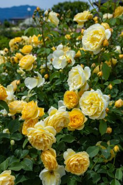 Beautiful yellow rose flower blooming in a garden clipart