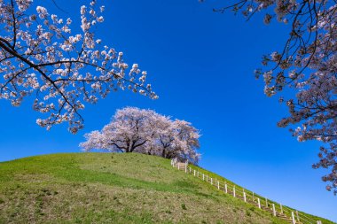 View of cherry blossoms from the east side of Sakitama ancient tomb Park. clipart