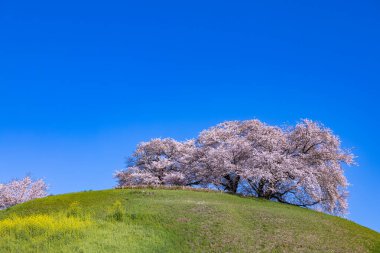 View of cherry blossoms from the side of Sakitama ancient tomb Park. clipart