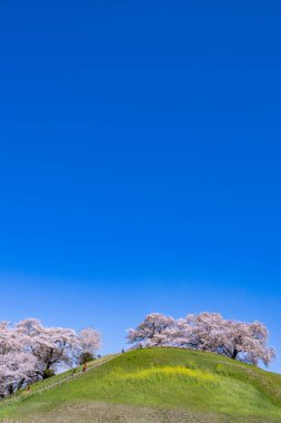 View of cherry blossoms from the side of Sakitama ancient tomb Park. clipart