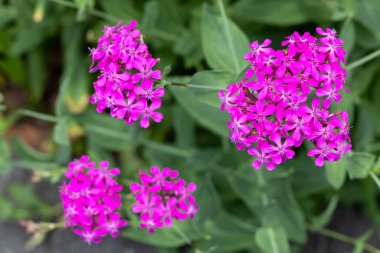 Brightly blooming sweet-william flowers in the garden. clipart