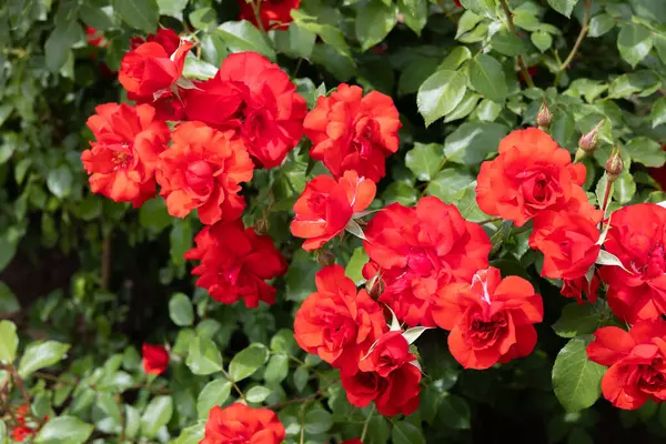 stock image Beautiful vermilion roses blooming in a garden