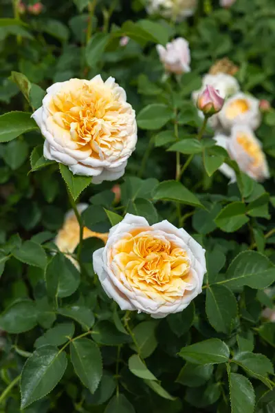 stock image Beautiful yellow rose flower blooming in a garden