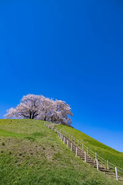 stock image View of cherry blossoms from the east side of Sakitama ancient tomb Park.