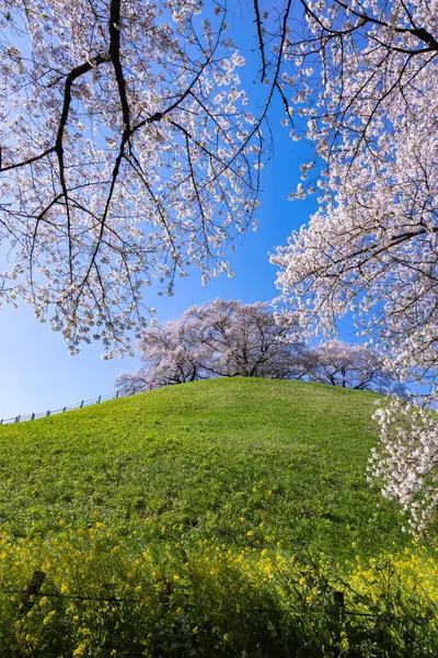 stock image View of cherry blossoms from the east side of Sakitama ancient tomb Park.