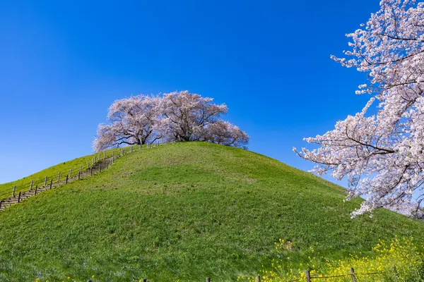 stock image View of cherry blossoms from the east side of Sakitama ancient tomb Park.