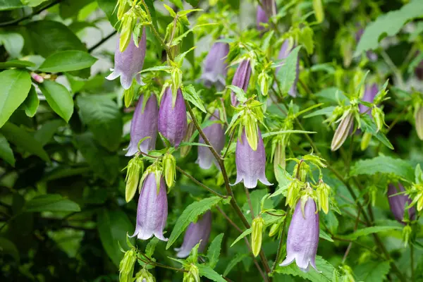 stock image Beautiful bellflower flowers in the garden.