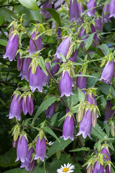 stock image Beautiful bellflower flowers in the garden.