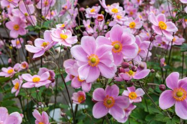 Beautiful anemone hupehensis blossom in garden. clipart