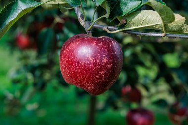 Meyve bahçesinde lezzetli elma çeşitlerinin Akibae 'si..