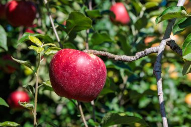 Meyve bahçesinde lezzetli elma çeşitlerinin Akibae 'si..
