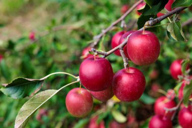 Meyve bahçesinde lezzetli elma çeşitleri Alpine Maiden.