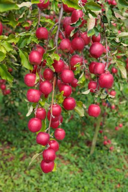 Meyve bahçesinde lezzetli elma çeşitleri Alpine Maiden.
