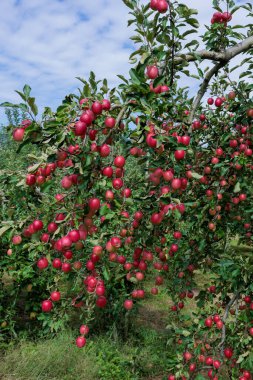 Meyve bahçesinde lezzetli elma çeşitleri Alpine Maiden.